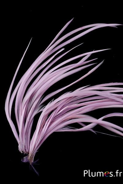 Oie strippé  - 10-17 cm - lilas